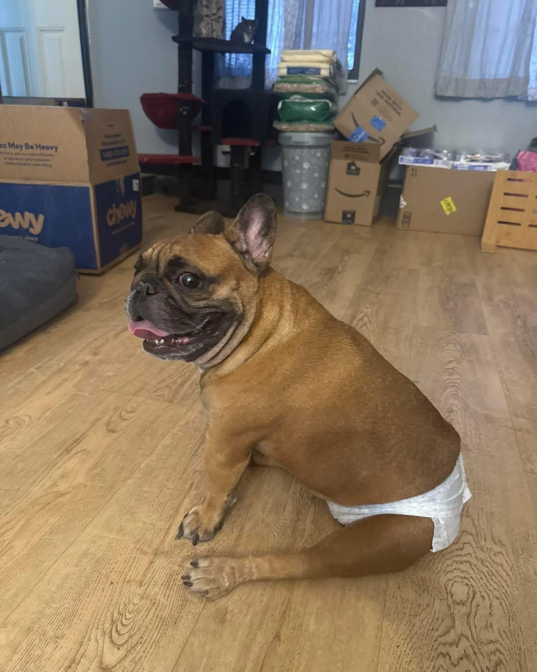 Enlarge Archie, an adoptable French Bulldog in DELTONA, FL image 4/6