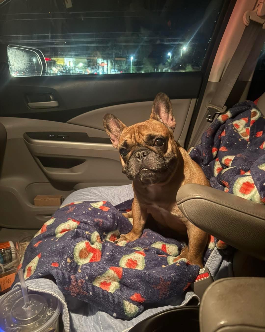 Enlarge Archie, an adoptable French Bulldog in DELTONA, FL image 5/6