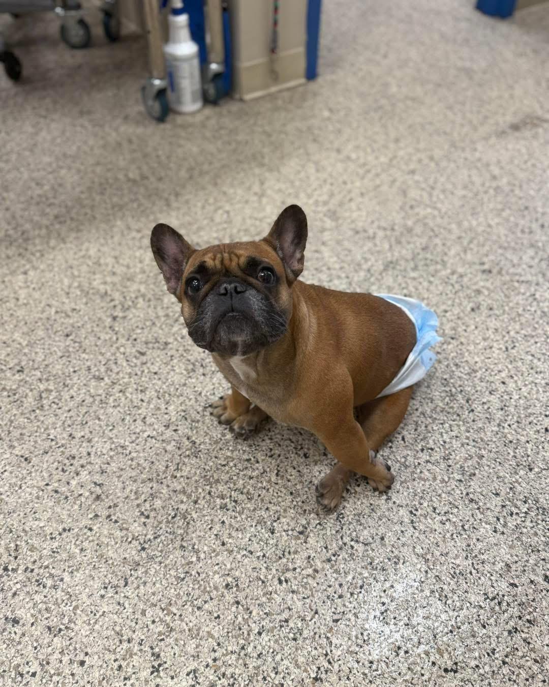 Enlarge Archie, an adoptable French Bulldog in DELTONA, FL image 6/6