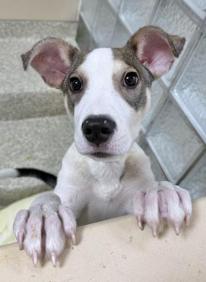 Enlarge Bruno, a Adoptable mixed breed in Washington, DC image 1/3