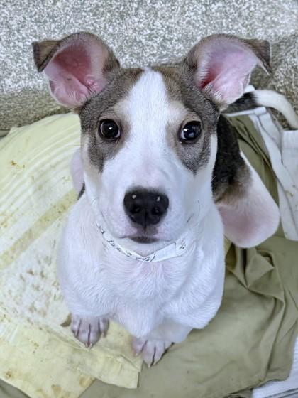 Enlarge Bruno, a Adoptable mixed breed in Washington, DC image 2/3