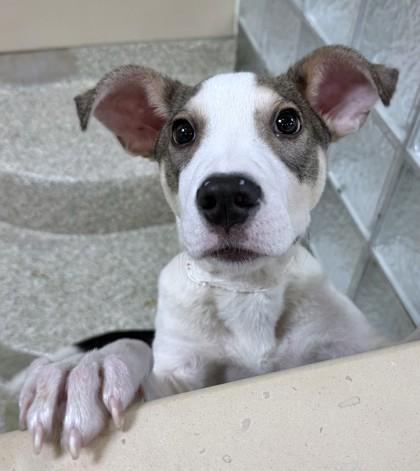 Enlarge Bruno, a Adoptable mixed breed in Washington, DC image 3/3