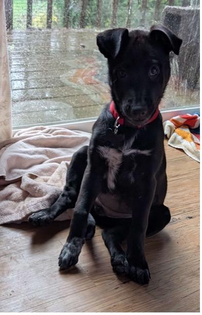 Enlarge Ebony (*Portland, OR this weekend!*), a ADOPTABLE mixed breed in Mount Vernon, WA image 1/6