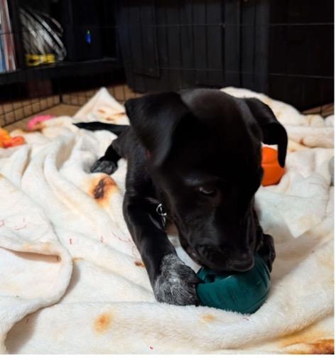 Enlarge Ebony (*Portland, OR this weekend!*), a ADOPTABLE mixed breed in Mount Vernon, WA image 2/6