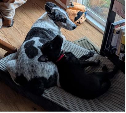 Enlarge Ebony (*Portland, OR this weekend!*), a ADOPTABLE mixed breed in Mount Vernon, WA image 3/6