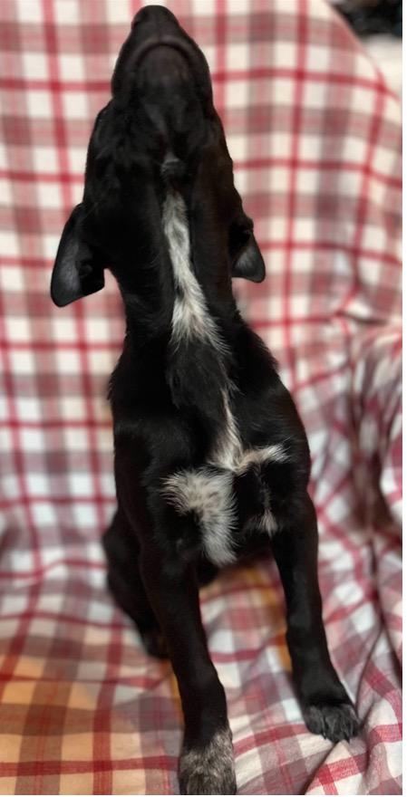 Enlarge Ebony (*Portland, OR this weekend!*), a ADOPTABLE mixed breed in Mount Vernon, WA image 4/6