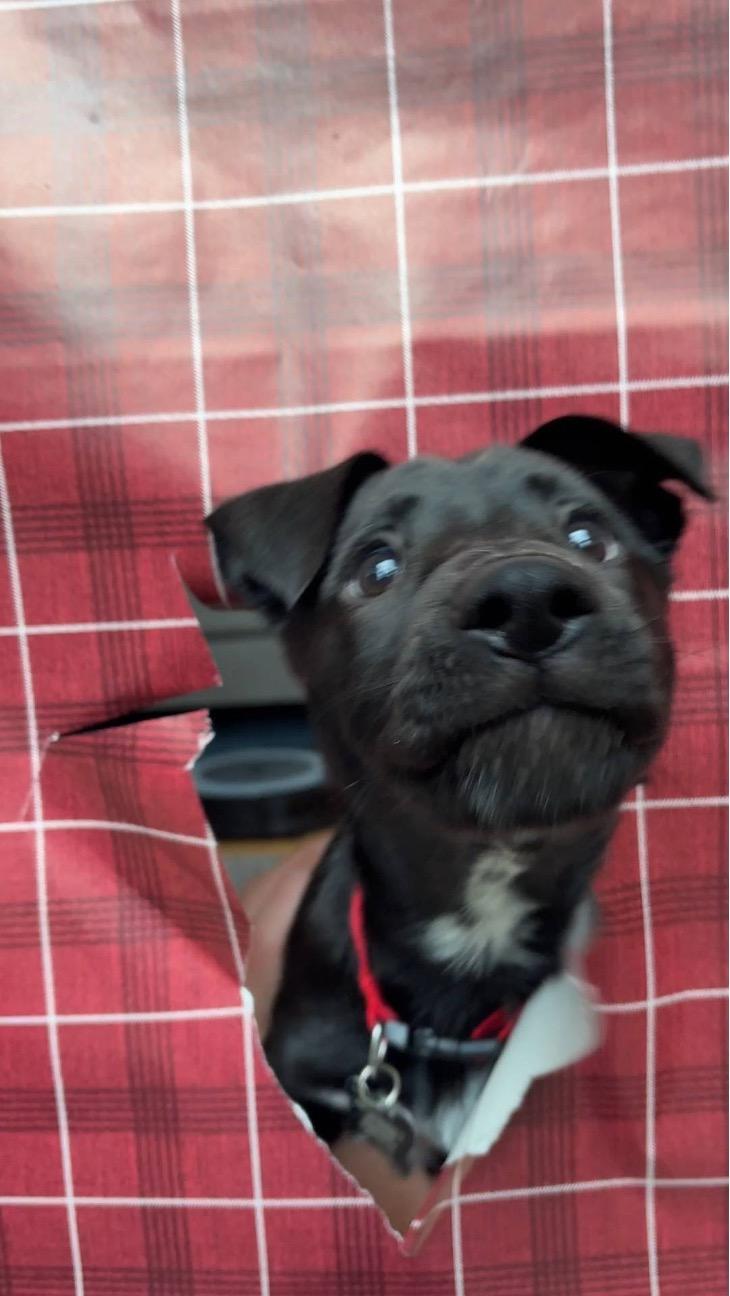 Enlarge Ebony (*Portland, OR this weekend!*), a ADOPTABLE mixed breed in Mount Vernon, WA image 5/6