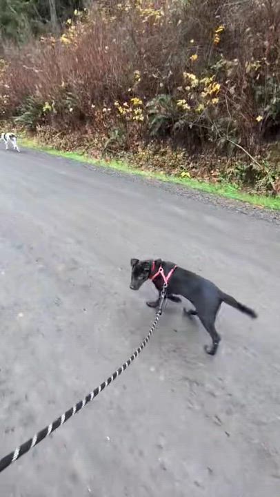 Enlarge Ebony (*Portland, OR this weekend!*), a ADOPTABLE mixed breed in Mount Vernon, WA video 6/6