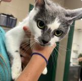 Polly, Adoptable, Adult Female Domestic Short Hair.