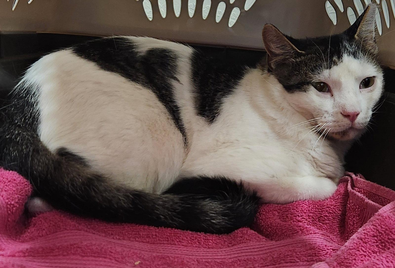 Enlarge Louie, a Adoptable Domestic Short Hair in Clinton, OK image 1/1