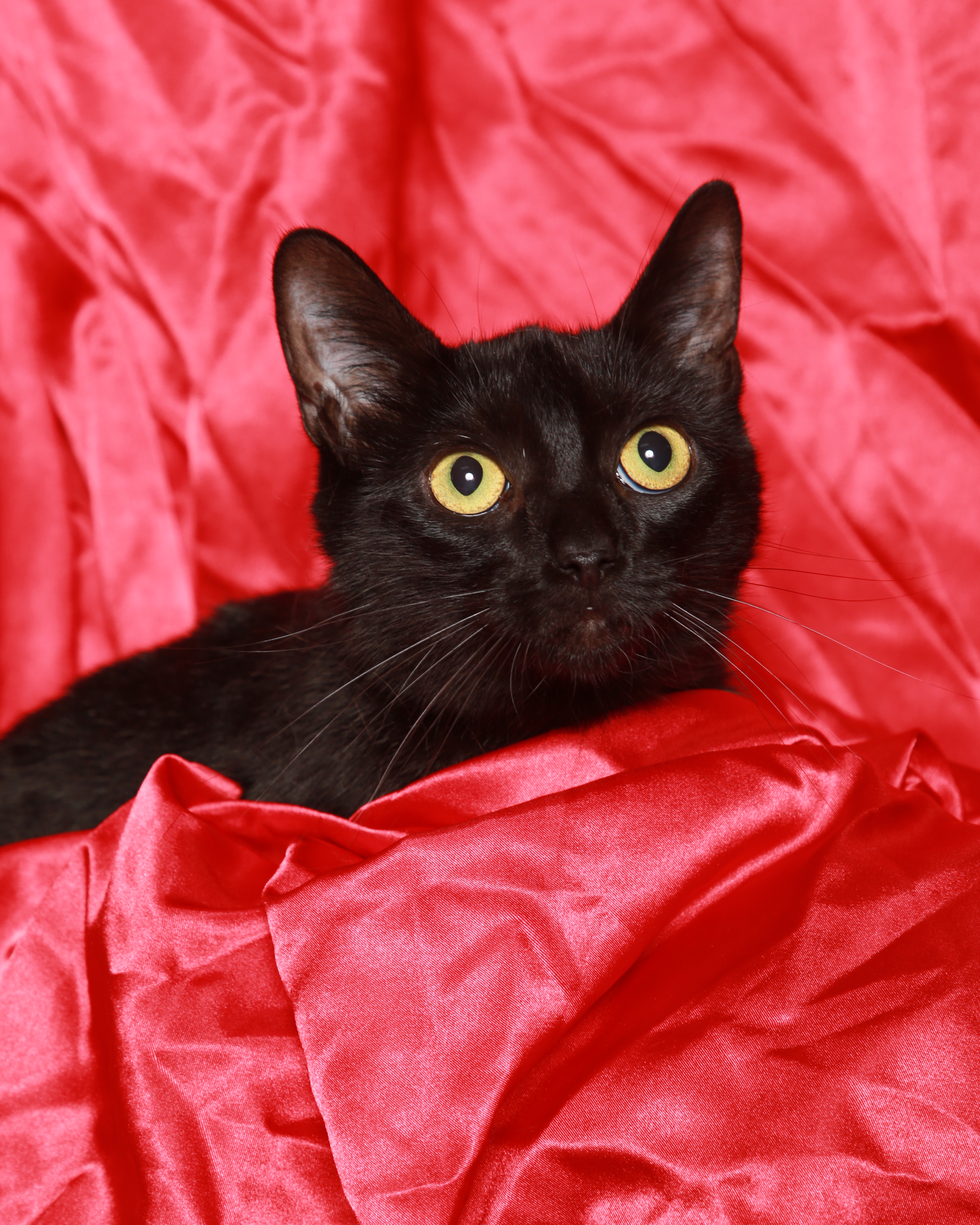 Amaris, an adoptable Domestic Short Hair in Rock Falls, IL, 61071 | Photo Image 2