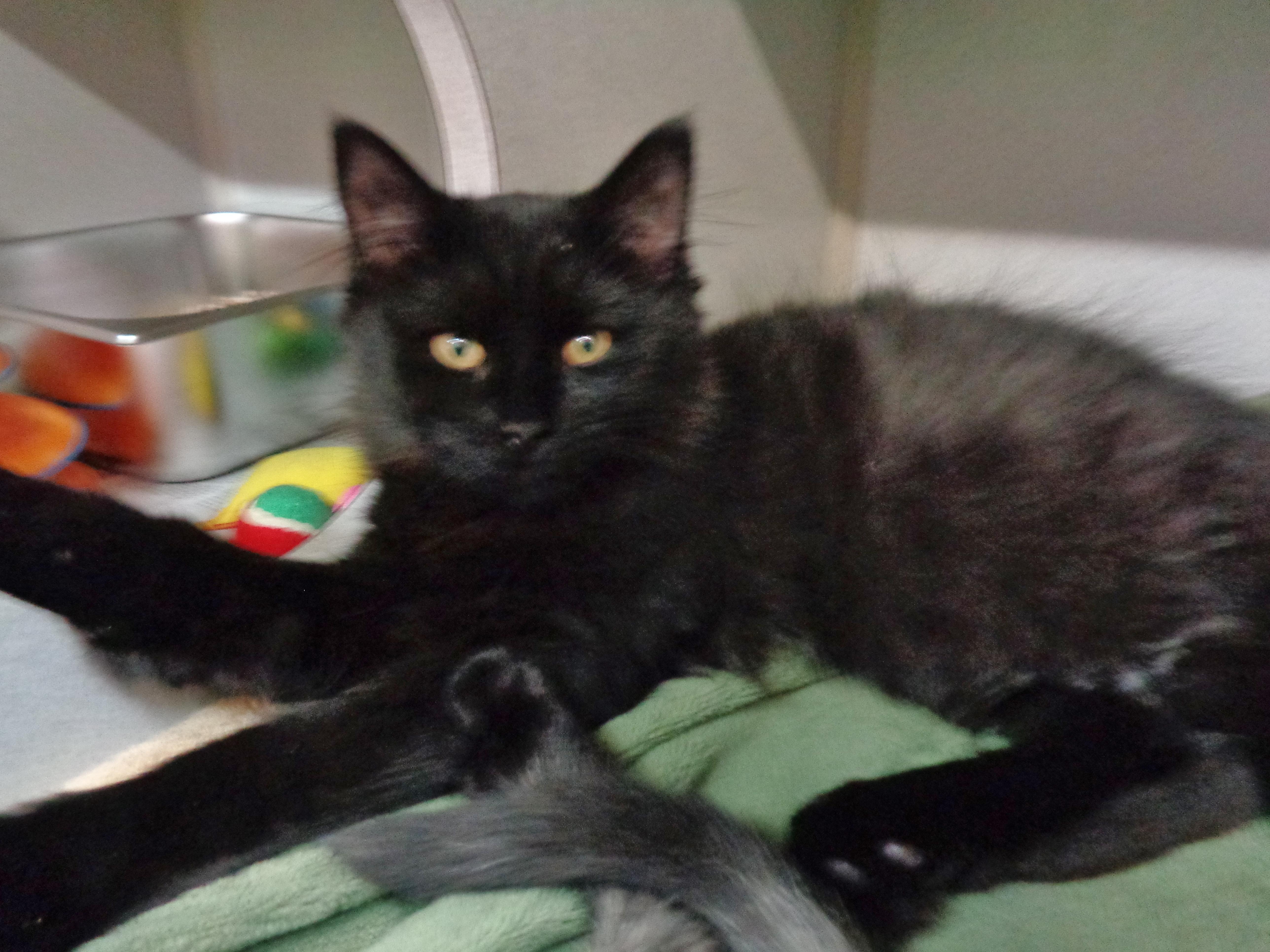 Enlarge CHARLIE, an adopted Domestic Long Hair in Delhi, NY image 1/2