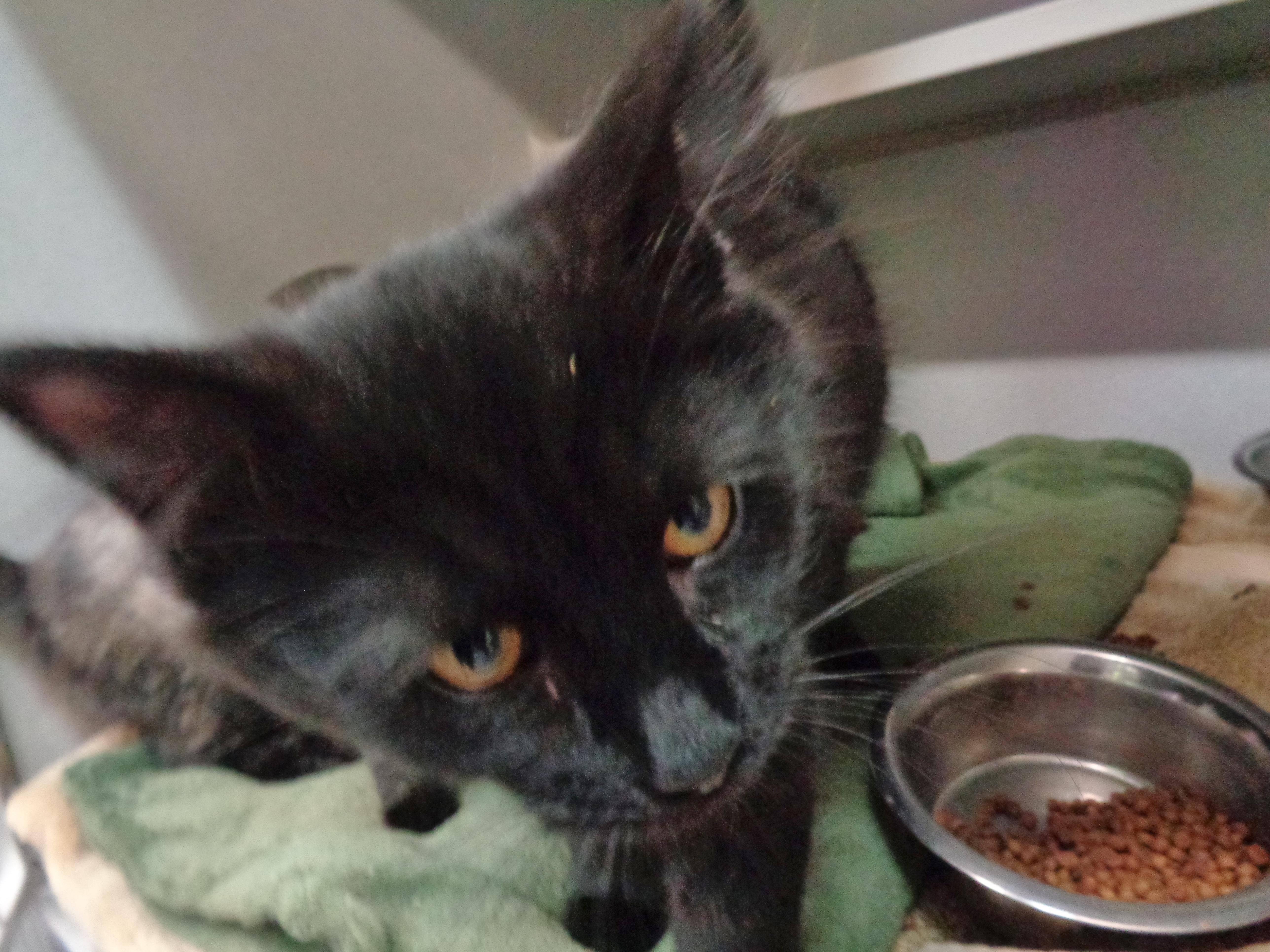 Enlarge CHARLIE, an adopted Domestic Long Hair in Delhi, NY image 2/2