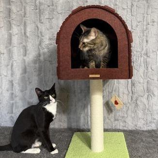 Merle & Hank — thumbnail 5