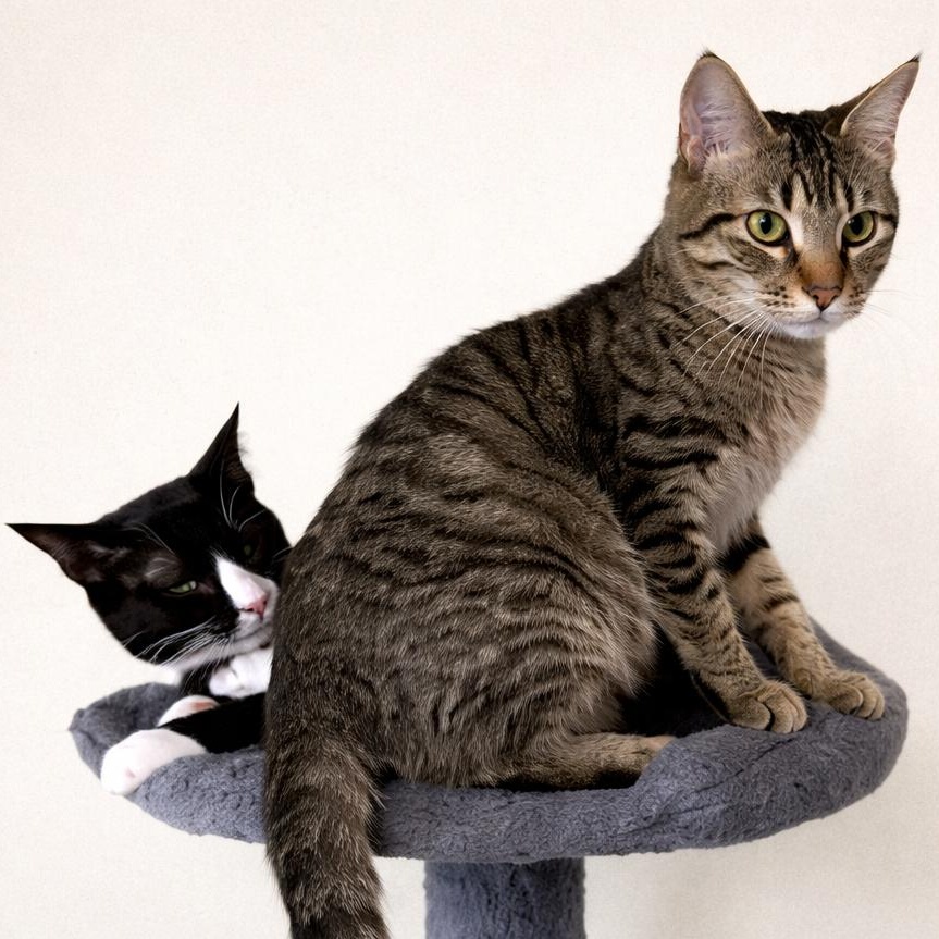 Merle & Hank — thumbnail 6