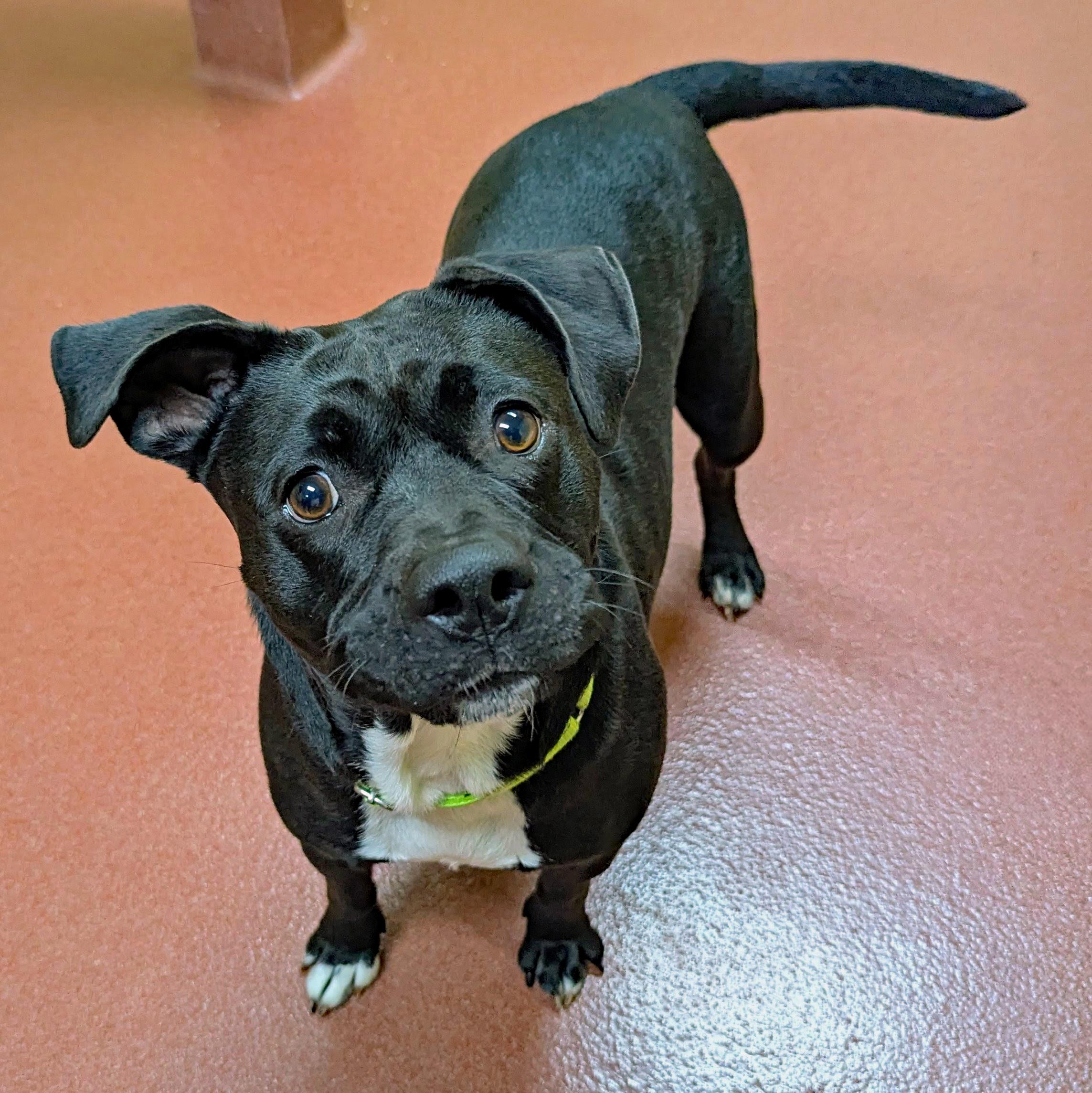 Enlarge Wednesday, a Adoptable mixed breed in Accident, MD image 1/5