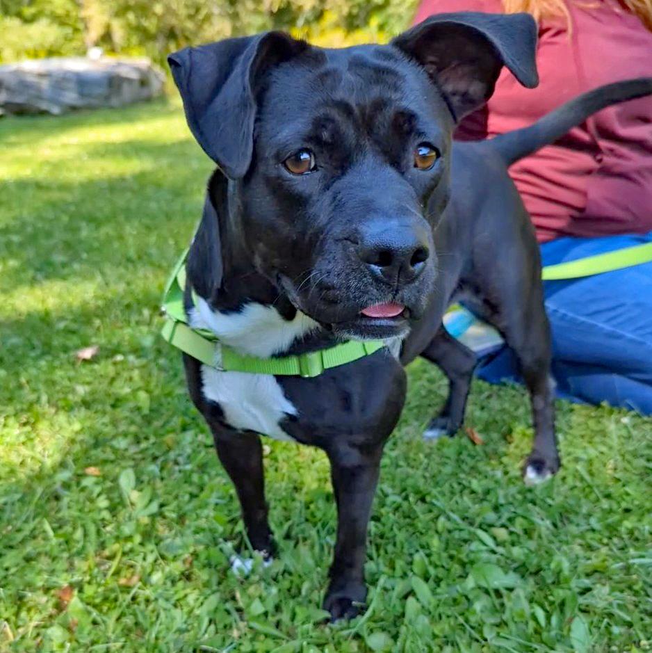 Enlarge Wednesday, a Adoptable mixed breed in Accident, MD image 2/5