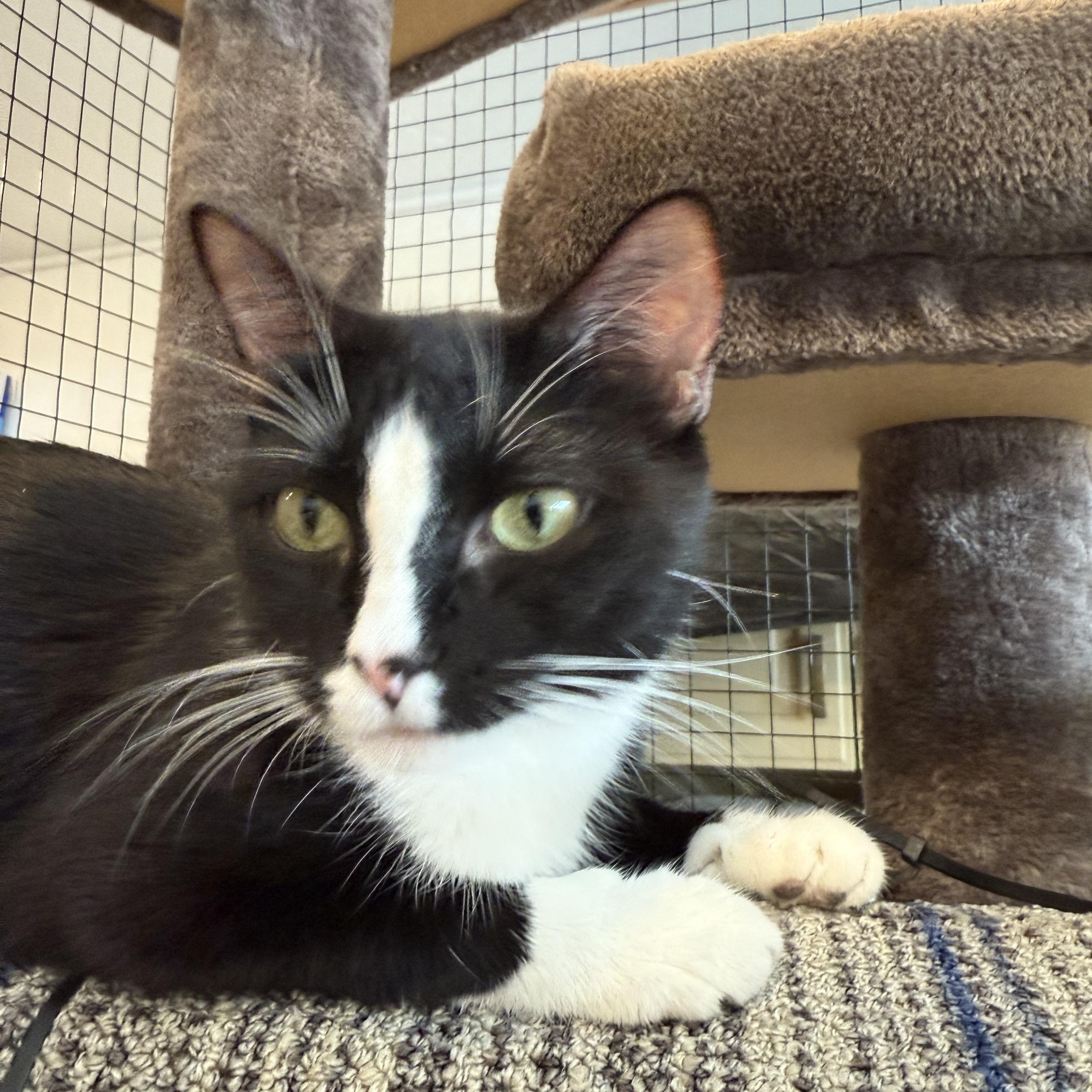 Enlarge Ellie, a Adoptable Domestic Short Hair in Butte, MT image 2/2