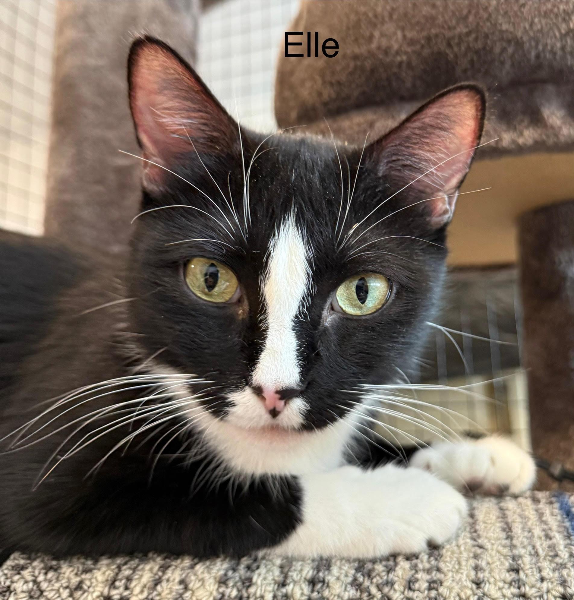 Ellie, Adoptable, Adult Female Domestic Short Hair.