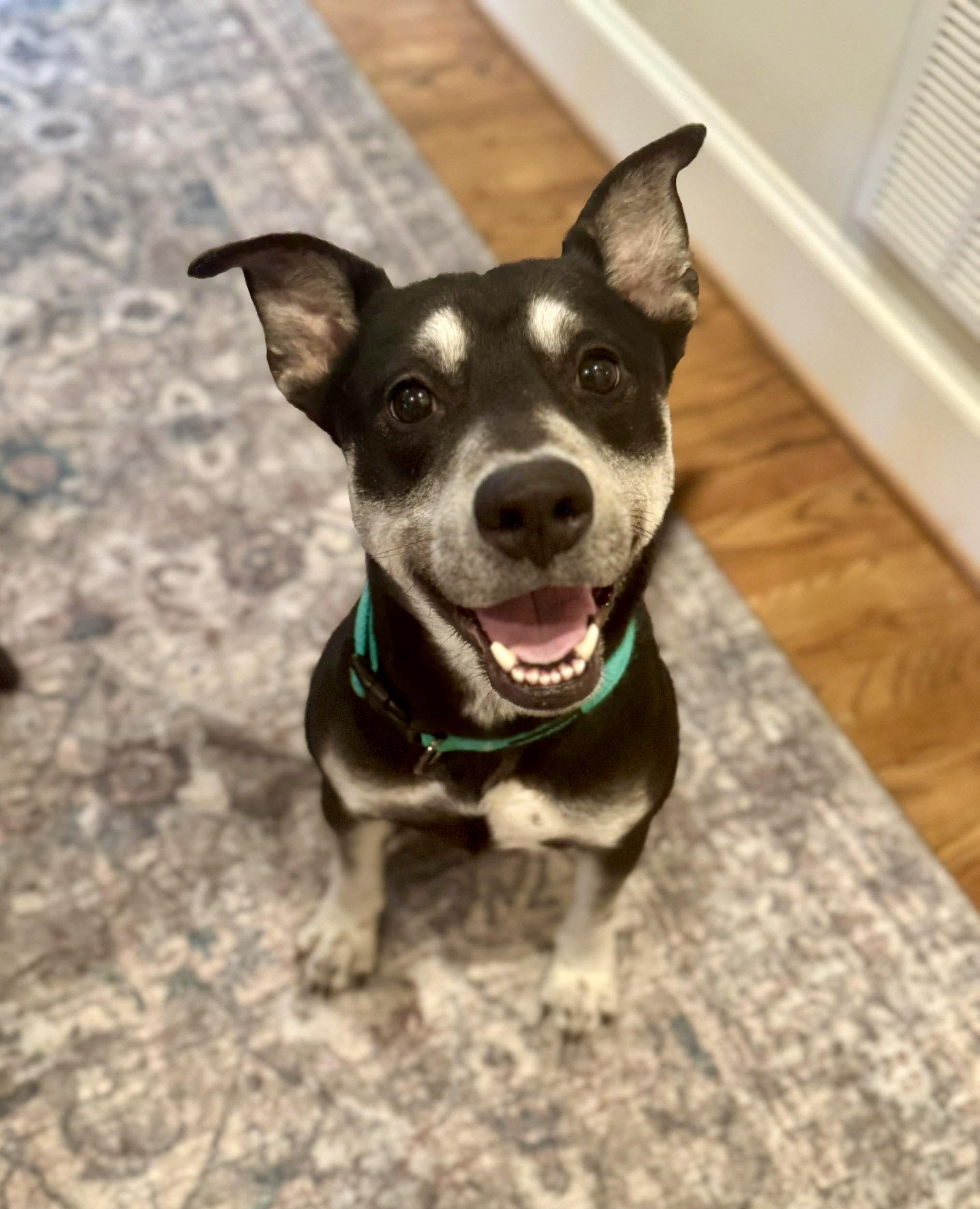 Enlarge Ghost, a Adoptable mixed breed in Houston, TX image 2/6