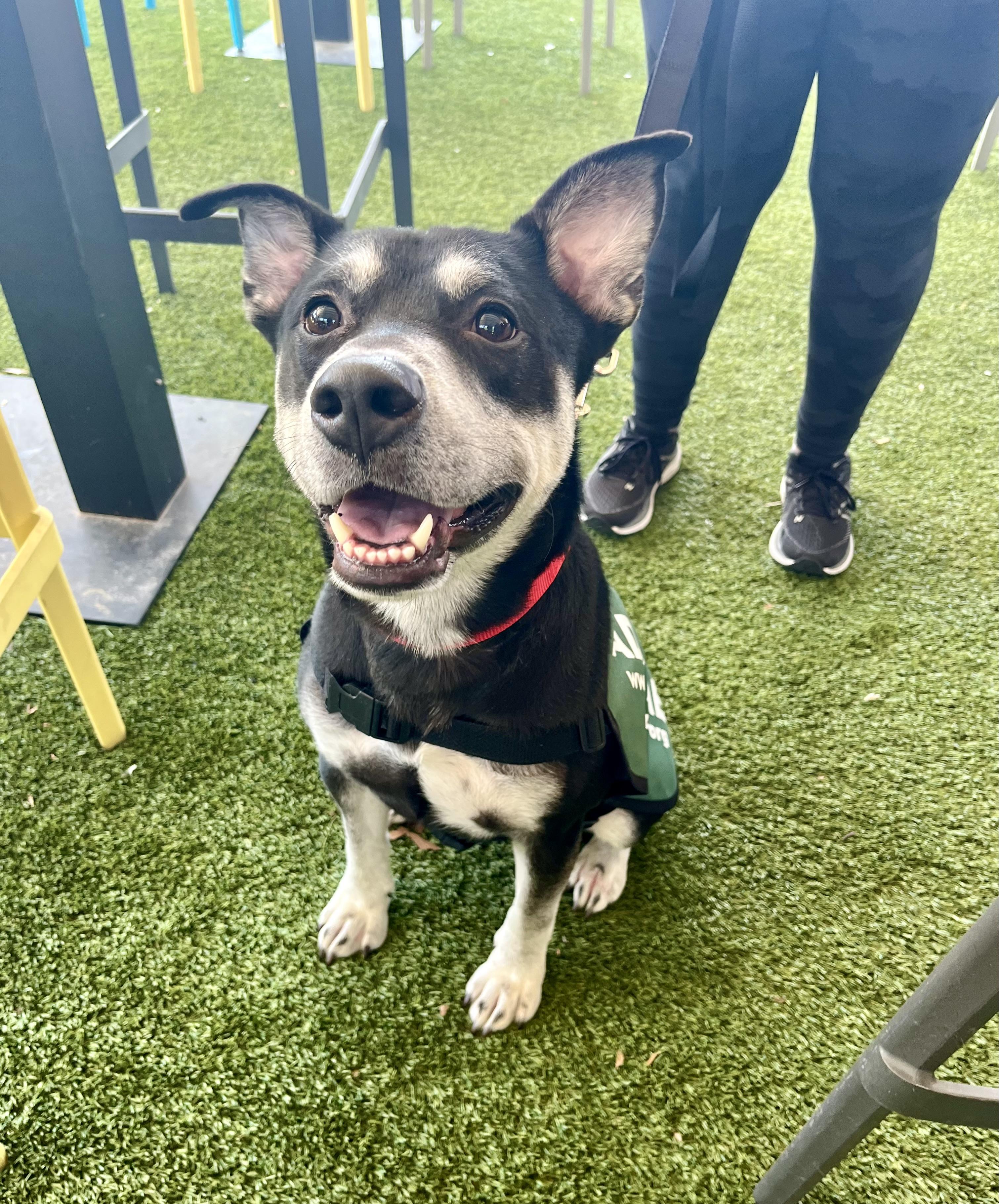 Enlarge Ghost, a Adoptable mixed breed in Houston, TX image 6/6