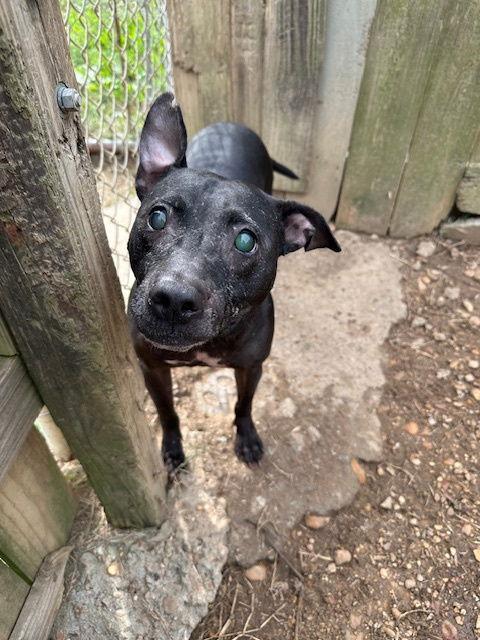 Hazel — thumbnail 2