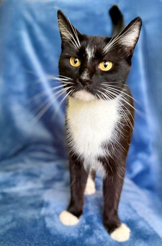 Chrysanthemum, a Adoptable mixed breed in Nashville, TN image 1/3