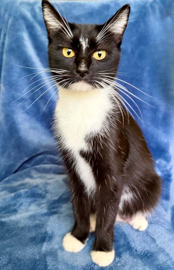 Chrysanthemum, a Adoptable mixed breed in Nashville, TN image 2/3