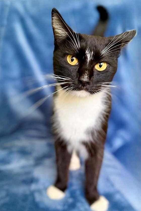 Chrysanthemum, a Adoptable mixed breed in Nashville, TN image 3/3