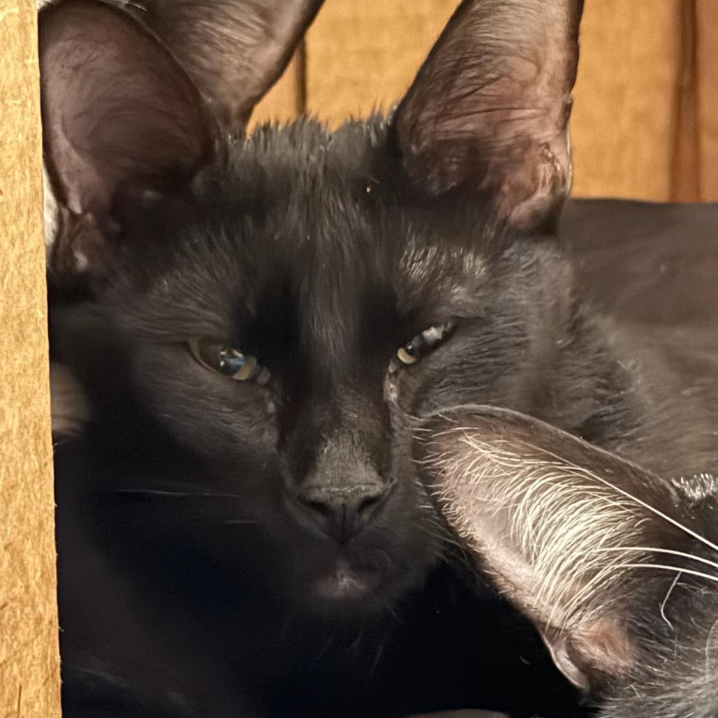 Enlarge Birch, a Adoptable Domestic Short Hair in Tacoma, WA image 1/2