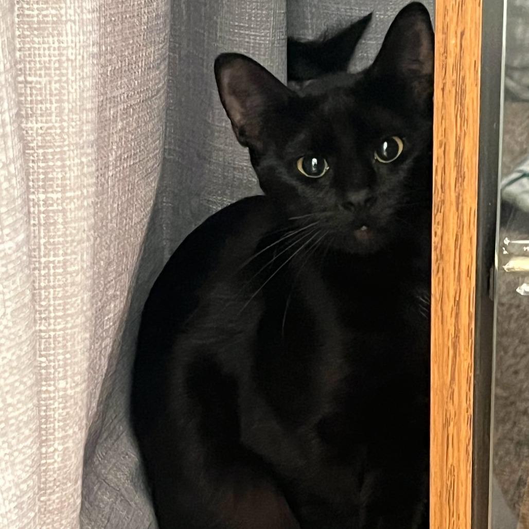 Enlarge Birch, a Adoptable Domestic Short Hair in Tacoma, WA image 2/2