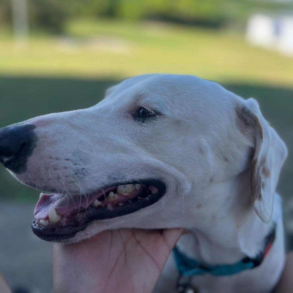 Papi, Adoptable, Adult Male Mixed Breed.