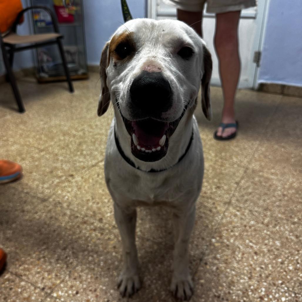 Enlarge Papi, a Adoptable Mixed Breed in Vieques, PR image 2/3