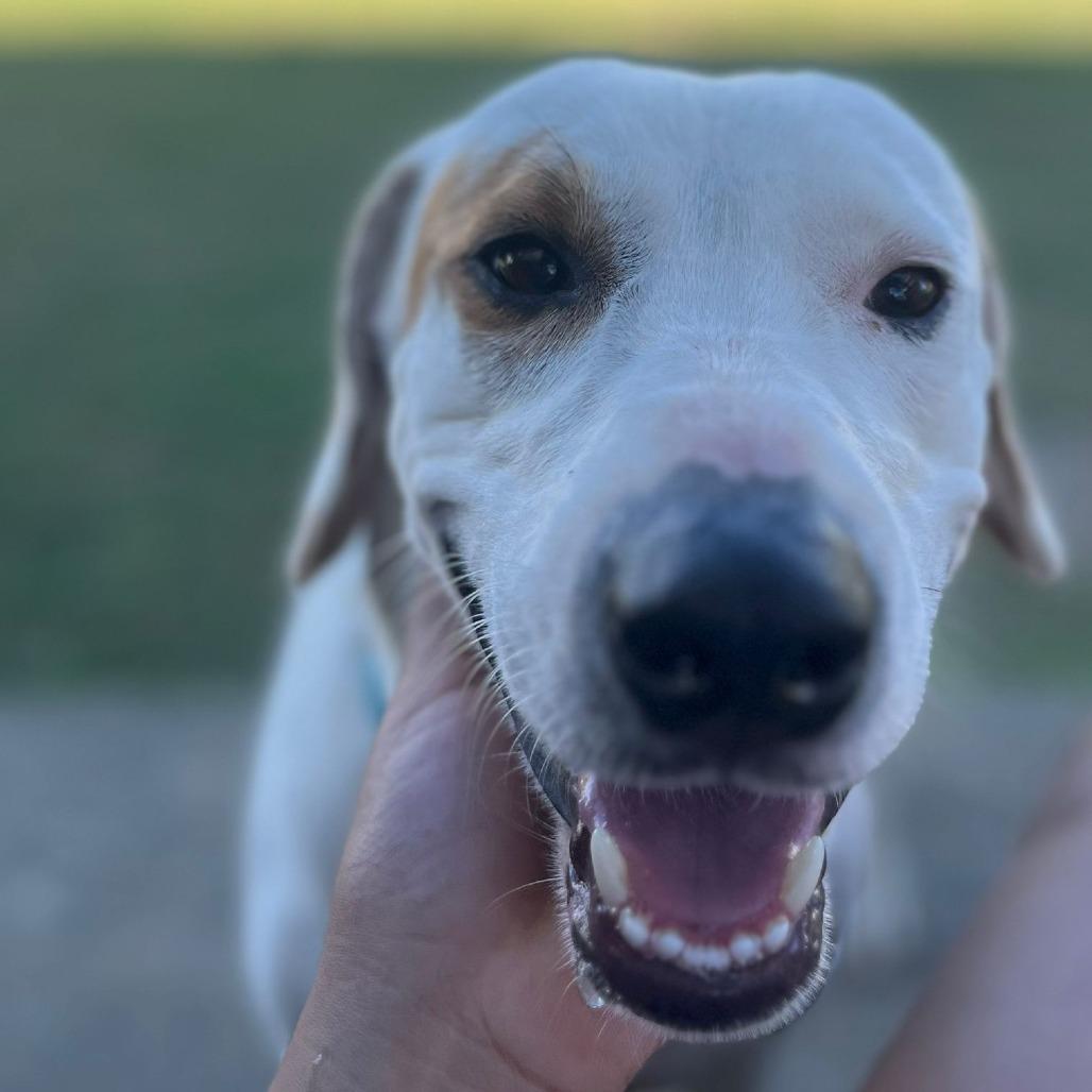 Enlarge Papi, a Adoptable Mixed Breed in Vieques, PR image 3/3