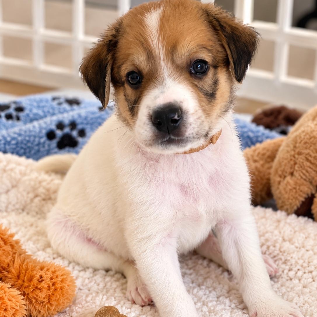 Enlarge Lilly - Adorable, Kisses & Cuddles,BIG personality, Playful & Great with DOG, a Adopted mixed breed in Houston, TX image 3/6