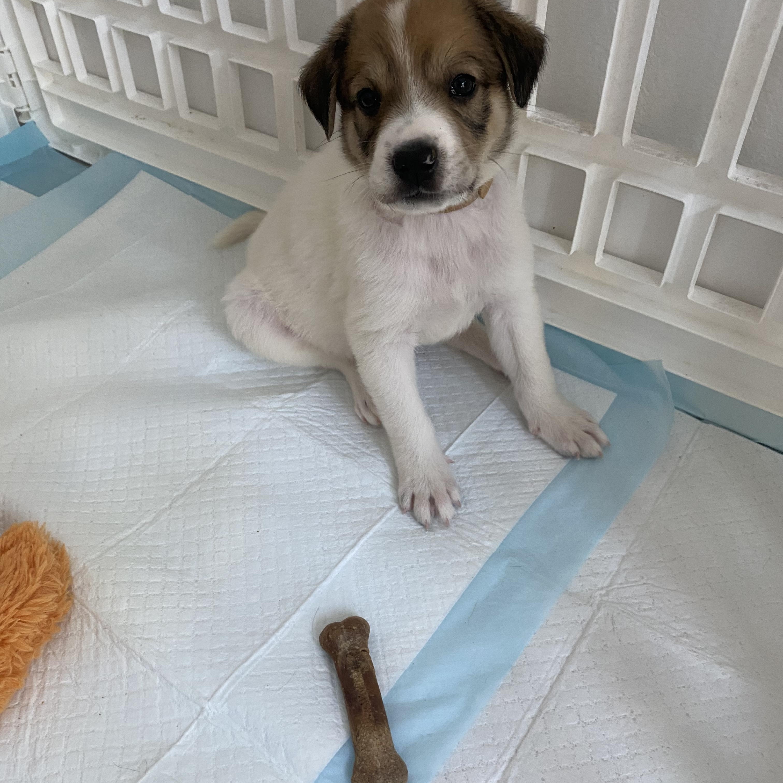 Enlarge Lilly - Adorable, Kisses & Cuddles,BIG personality, Playful & Great with DOG, a Adopted mixed breed in Houston, TX image 6/6