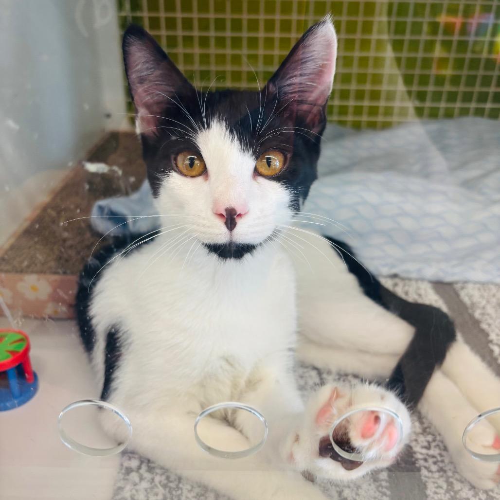 Enlarge Doc, a Adoptable Domestic Short Hair in Woodbury, NJ image 1/2