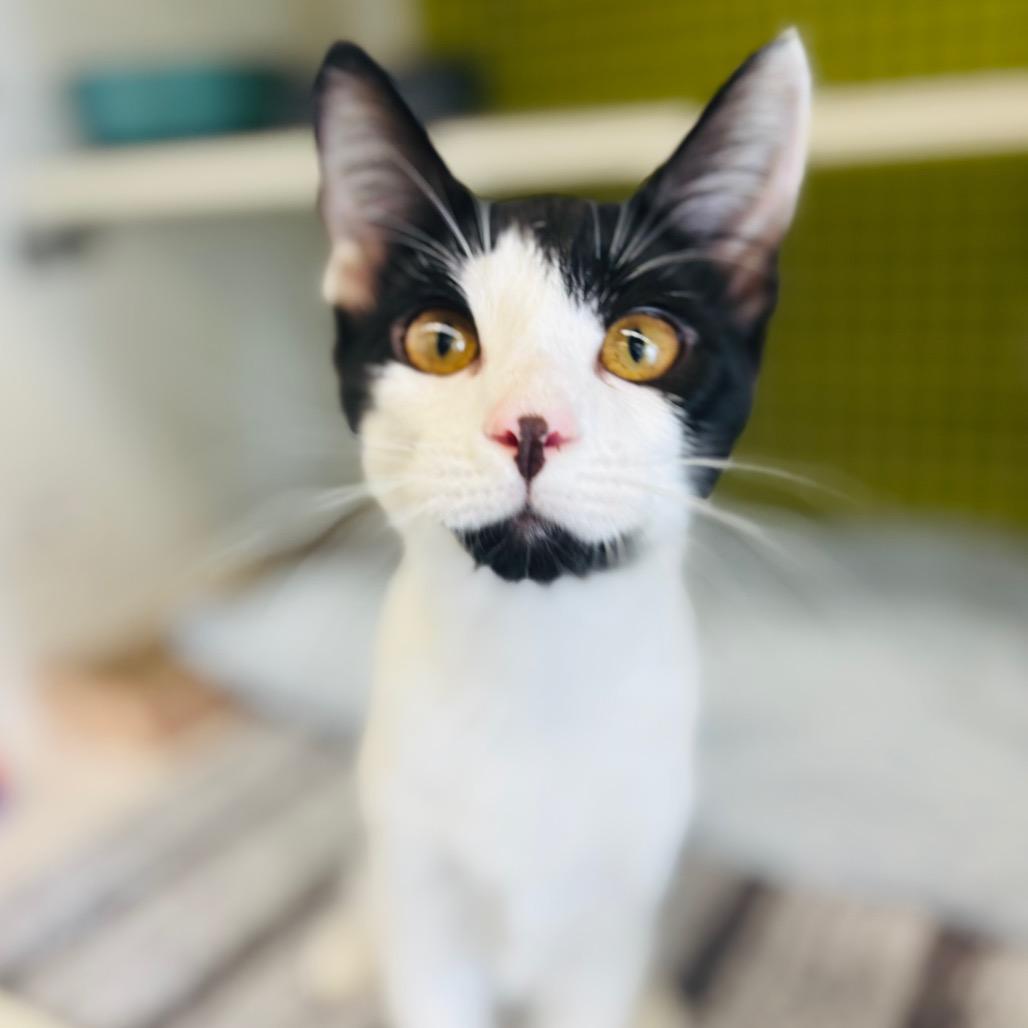 Enlarge Doc, a Adoptable Domestic Short Hair in Woodbury, NJ image 2/2