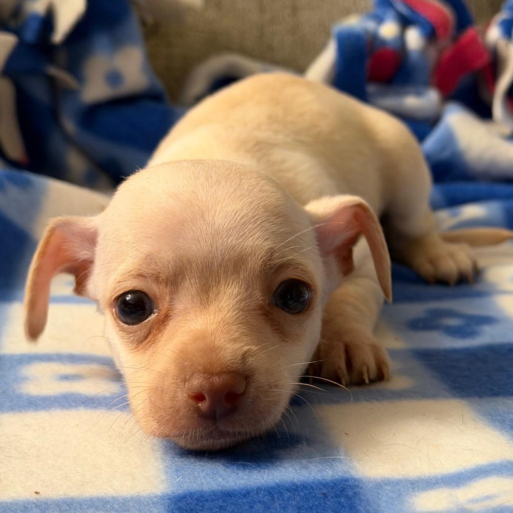 Enlarge Darrel, a Adoptable mixed breed in Las Vegas, NV image 1/3