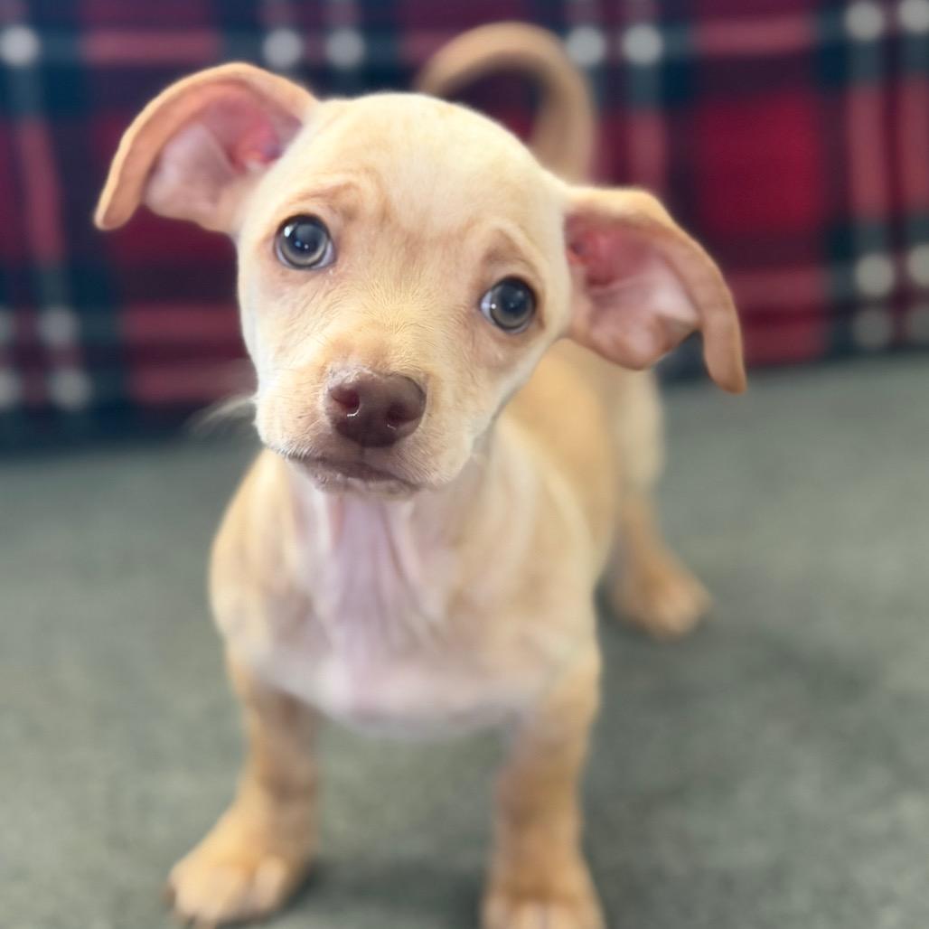 Enlarge Darrel, a Adoptable mixed breed in Las Vegas, NV image 2/3