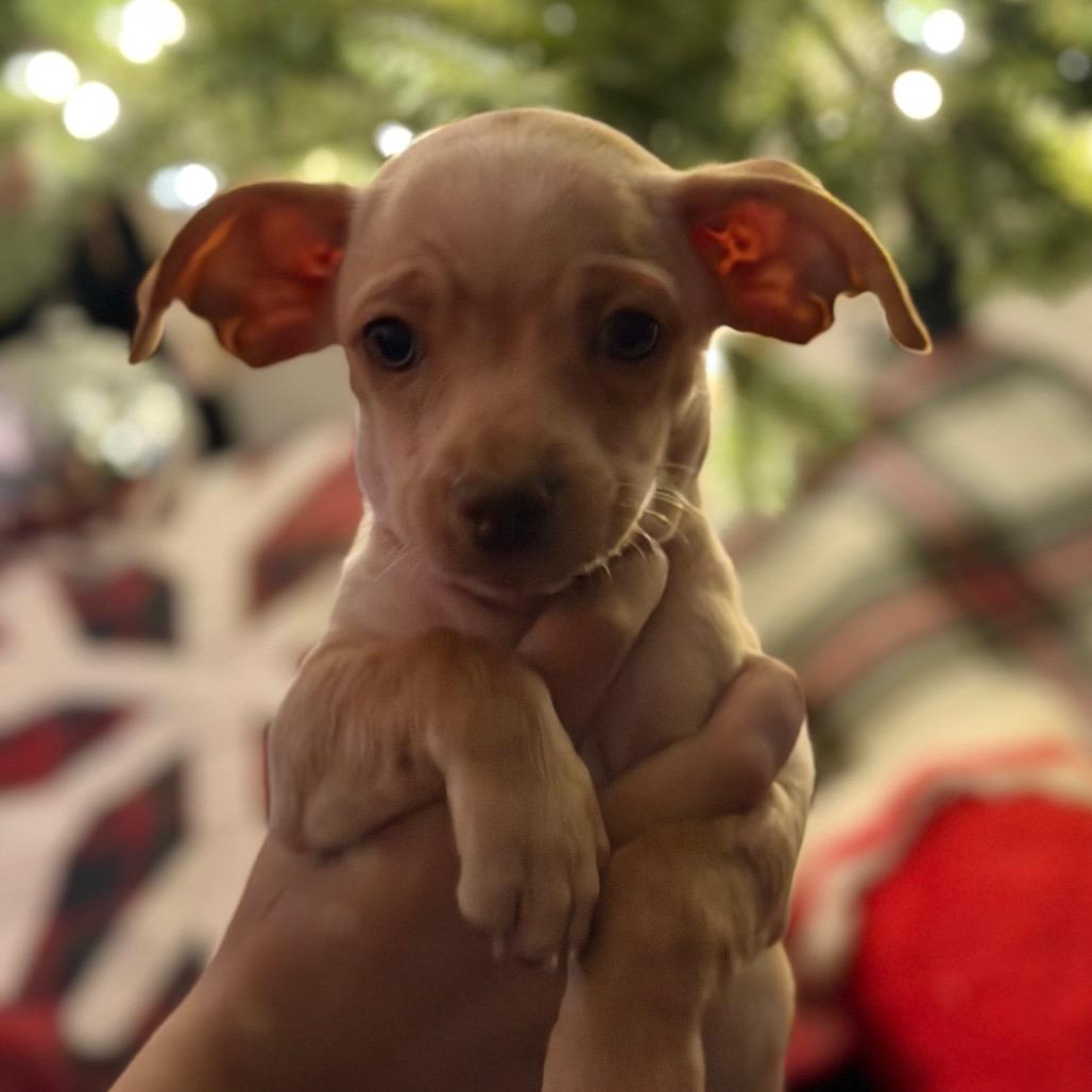 Enlarge Darrel, a Adoptable mixed breed in Las Vegas, NV image 3/3