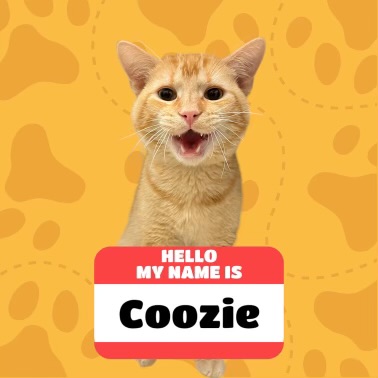 Coozie