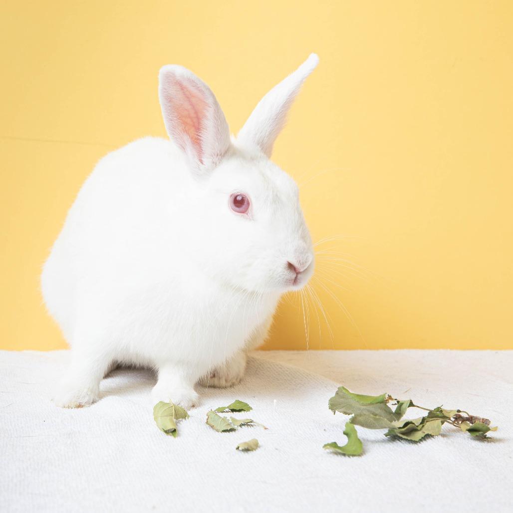 Tomatilla, Adoptable, Adult Female Bunny Rabbit.