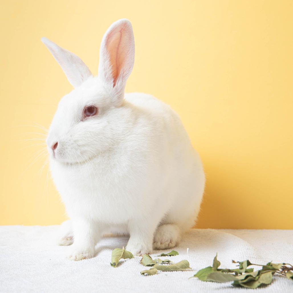 Enlarge Tomatilla, a Adoptable Bunny Rabbit in Richmond, CA image 2/6