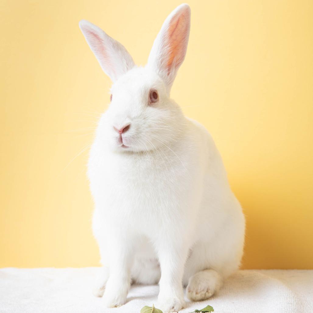 Enlarge Tomatilla, a Adoptable Bunny Rabbit in Richmond, CA image 3/6