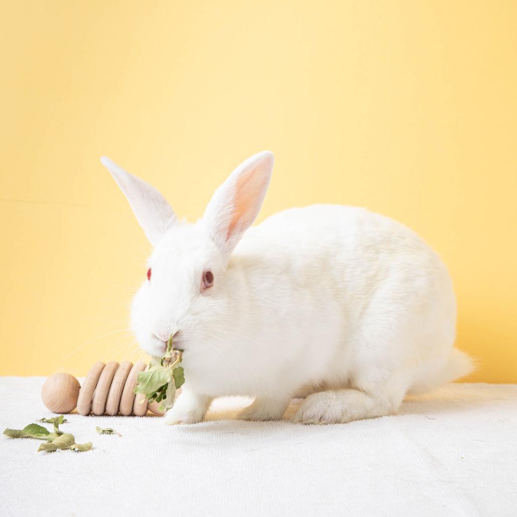 Enlarge Tomatilla, a Adoptable Bunny Rabbit in Richmond, CA image 4/6