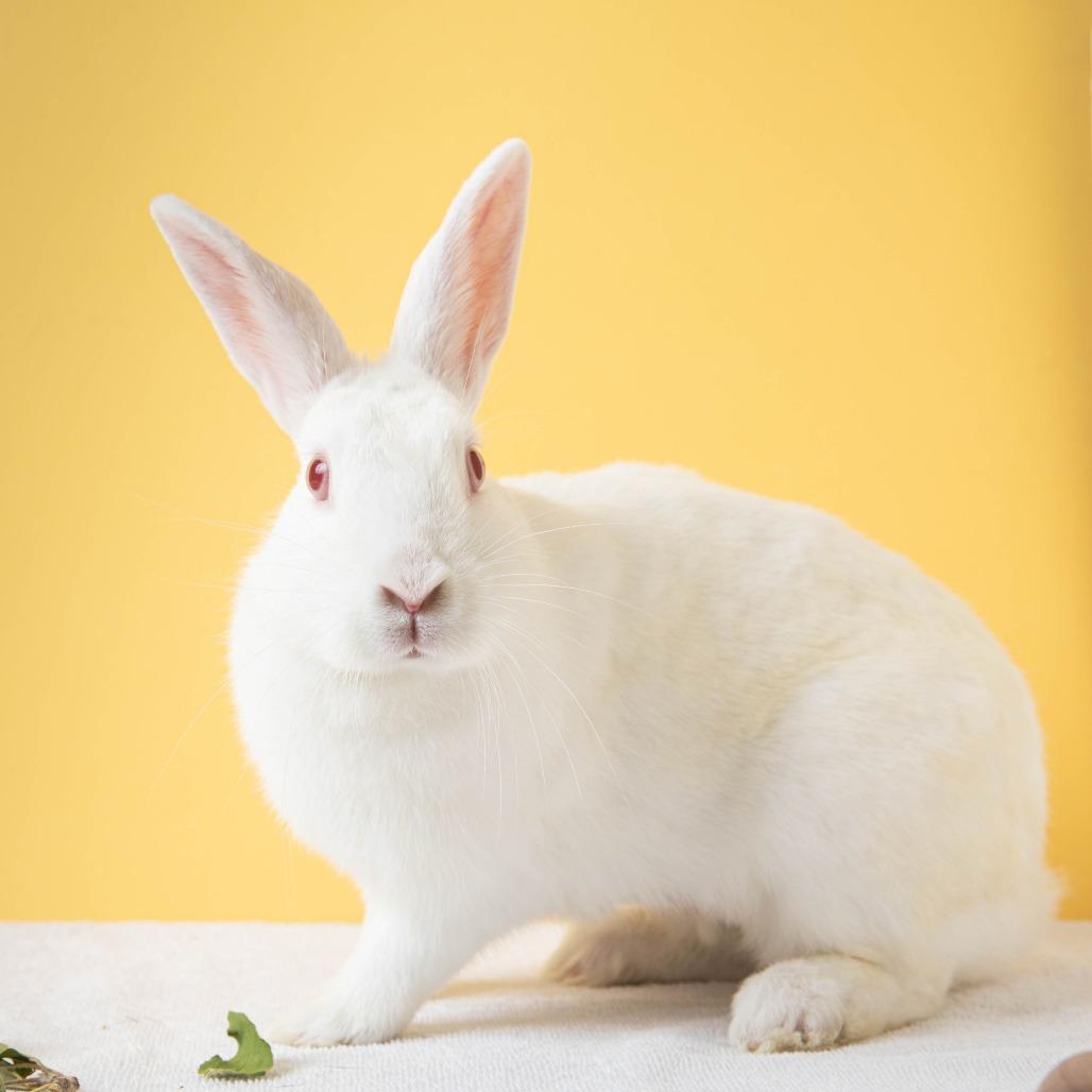 Enlarge Tomatilla, a Adoptable Bunny Rabbit in Richmond, CA image 5/6