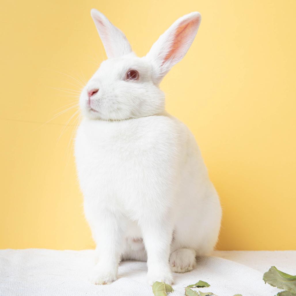 Enlarge Tomatilla, a Adoptable Bunny Rabbit in Richmond, CA image 6/6