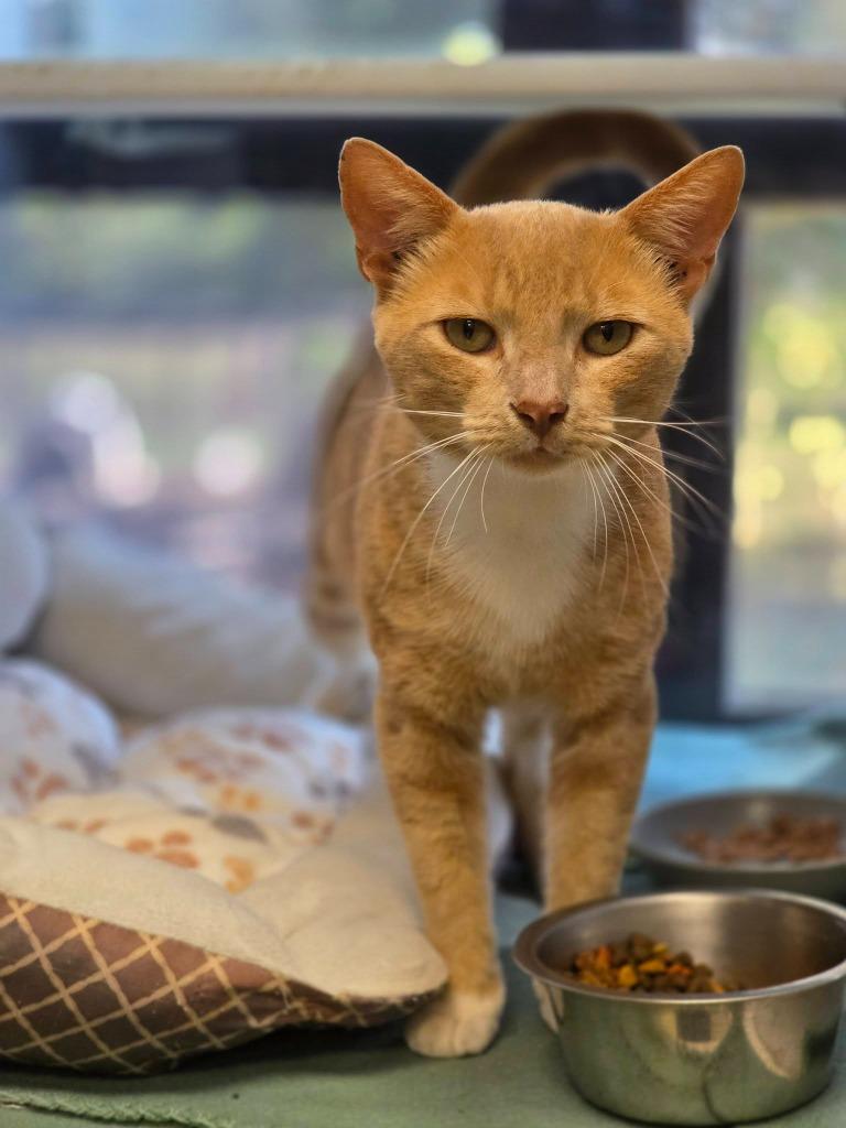Peter, Adoptable, Young Male Domestic Short Hair.