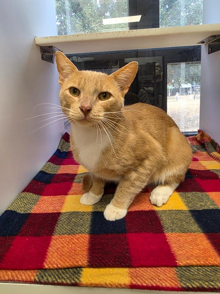 Enlarge Peter, a Adoptable mixed breed in Carthage, MO image 2/2